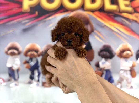 Teacup Poodle Mini Erkek görsel