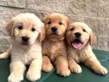 Vecihiden ırk ve sağlık garantili babyface golden bebekler