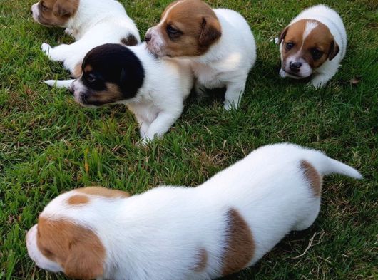 Vecihiden uçan köpek jackrussel maylo bebekler