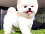 Karbeyaz Pomeranian Boo Yavrular Mağazamızdan Sizlerle