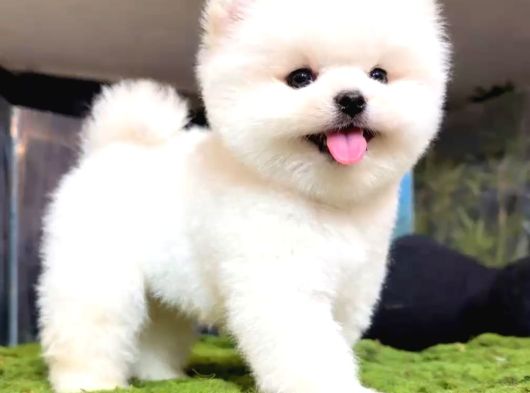 Karbeyaz Pomeranian Boo Yavrular Mağazamızdan Sizlerle
