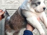 TÜRKİYENİN EN GÜZEL ALABAİ YAVRULARI