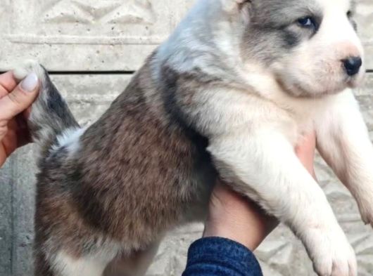 Türki̇yeni̇n En Güzel Alabai̇ Yavrulari