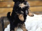 Phantom Renk Toy Poodle Bebekler