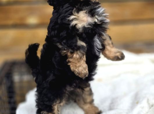 Phantom Renk Toy Poodle Bebekler görsel
