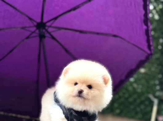 Teddy Face Pomeranian Boo görsel
