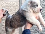 Türki̇yeni̇n En Güzel Alabai̇ Yavrulari