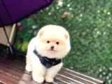Teddy Face Pomeranian Boo