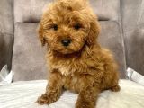 mİNİ BOY MALTIPOO ERKEK YAVRULARIM