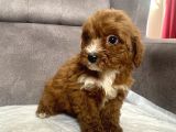 TEACUP BOY MALTIPOO OĞLUM