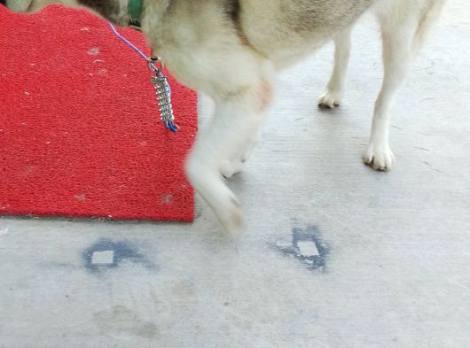Acil Uyguna Sahiplendirme Husky 6 Aylik görsel