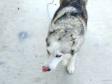 Acil Uyguna Sahiplendirme Husky 6 Aylik