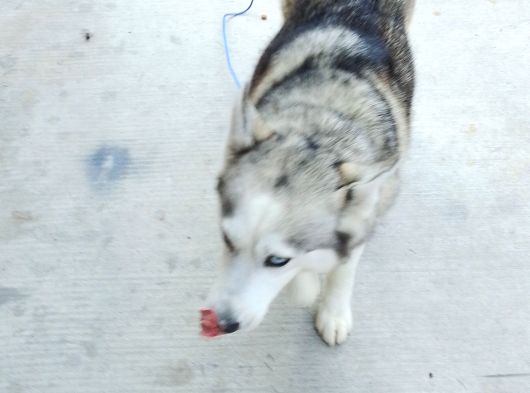 Acil Uyguna Sahiplendirme Husky 6 Aylik görsel