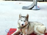 Acil uyguna sahiplendirme Husky 6 aylik