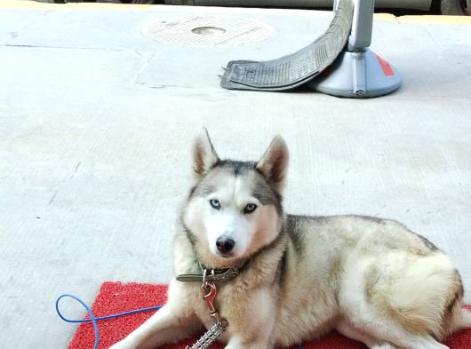 Acil Uyguna Sahiplendirme Husky 6 Aylik