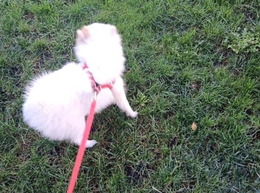 Taşınma Durumundan Dolayı Acil Yeni Yuva Arıyorı görsel