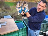 Dişi Erkek Husky Yavrularımız