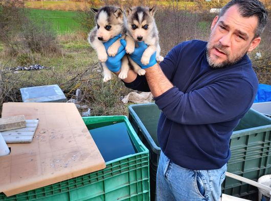 Dişi Erkek Husky Yavrularımız görsel
