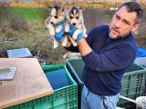 Dişi Erkek Husky Yavrularımız