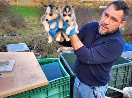 Dişi Erkek Husky Yavrularımız görsel