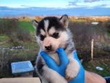 Dişi Erkek Husky Yavrularımız