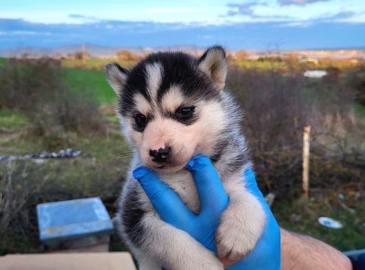 Dişi Erkek Husky Yavrularımız görsel