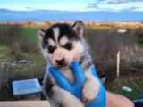 Dişi Erkek Husky Yavrularımız