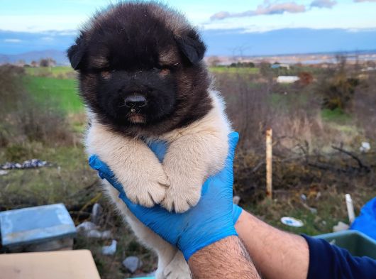 Dişi Erkek Amerikan Akita Yavrularımız görsel