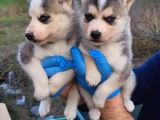 Dişi erkek husky yavrularımız