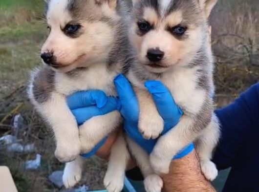 Dişi Erkek Husky Yavrularımız