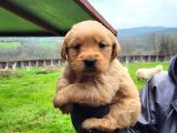 Dişi Erkek Golden Retriver Yavrularımız