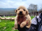 Dişi Erkek Golden Retriver Yavrularımız