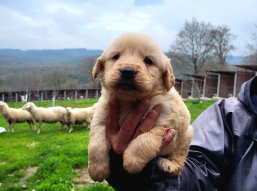 Dişi Erkek Golden Retriver Yavrularımız görsel