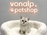 Vonalp Pet Garantisiyle  Bri̇ti̇sh Shorthai̇r Yavrularimiz
