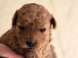 Teddy Face Red Toy Poodle Yavrularımız
