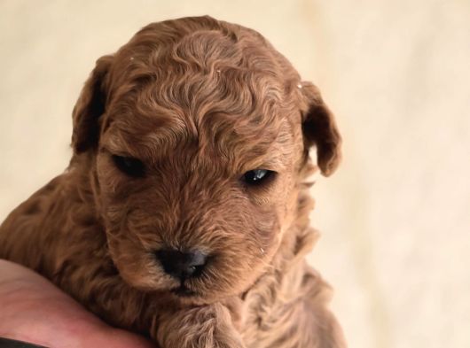 Teddy Face Red Toy Poodle Yavrularımız görsel