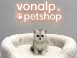 Vonalp Pet Garantisiyle  Bri̇ti̇sh Shorthai̇r Yavrularimiz