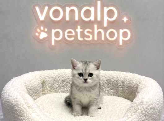 Vonalp Pet Garantisiyle  Bri̇ti̇sh Shorthai̇r Yavrularimiz görsel