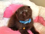 Cinnamonların En Özeli En Güzeli Babyface Scotısh Fols