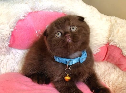 Cinnamonların En Özeli En Güzeli Babyface Scotısh Fols görsel