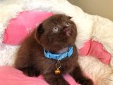 Cinnamonların En Özeli En Güzeli Babyface Scotısh Fols