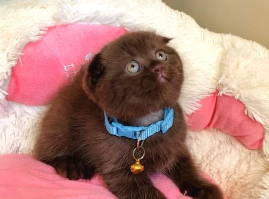 Cinnamonların En Özeli En Güzeli Babyface Scotısh Fols görsel