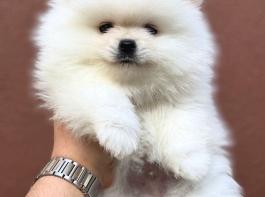 Yurtdışı Pasaportlu Pomeranian Yavrularımız