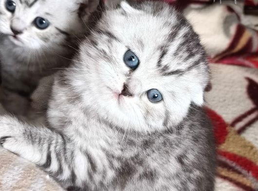 Teslıme Hazır Son Yavru Dişi Oyuncu görsel