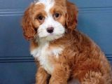 MALTİPOO CİNSİ YAVRULAR EV ÜRETİMİ