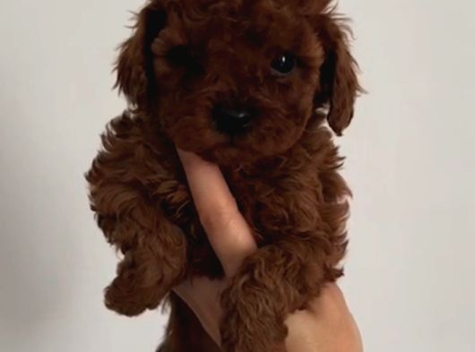 Toy Poodle Sevi̇mli̇ Yavrular Ev Üreti̇mi̇