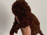 Toy Poodle Sevi̇mli̇ Yavrular Ev Üreti̇mi̇