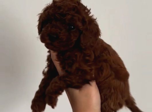 Toy Poodle Sevi̇mli̇ Yavrular Ev Üreti̇mi̇ görsel