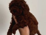 Toy Poodle Sevi̇mli̇ Yavrular Ev Üreti̇mi̇