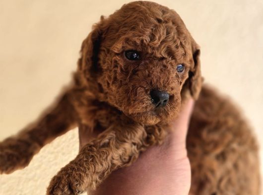 Mini Boy Toy Poodle  Sağlıklı  Irk Garantili görsel